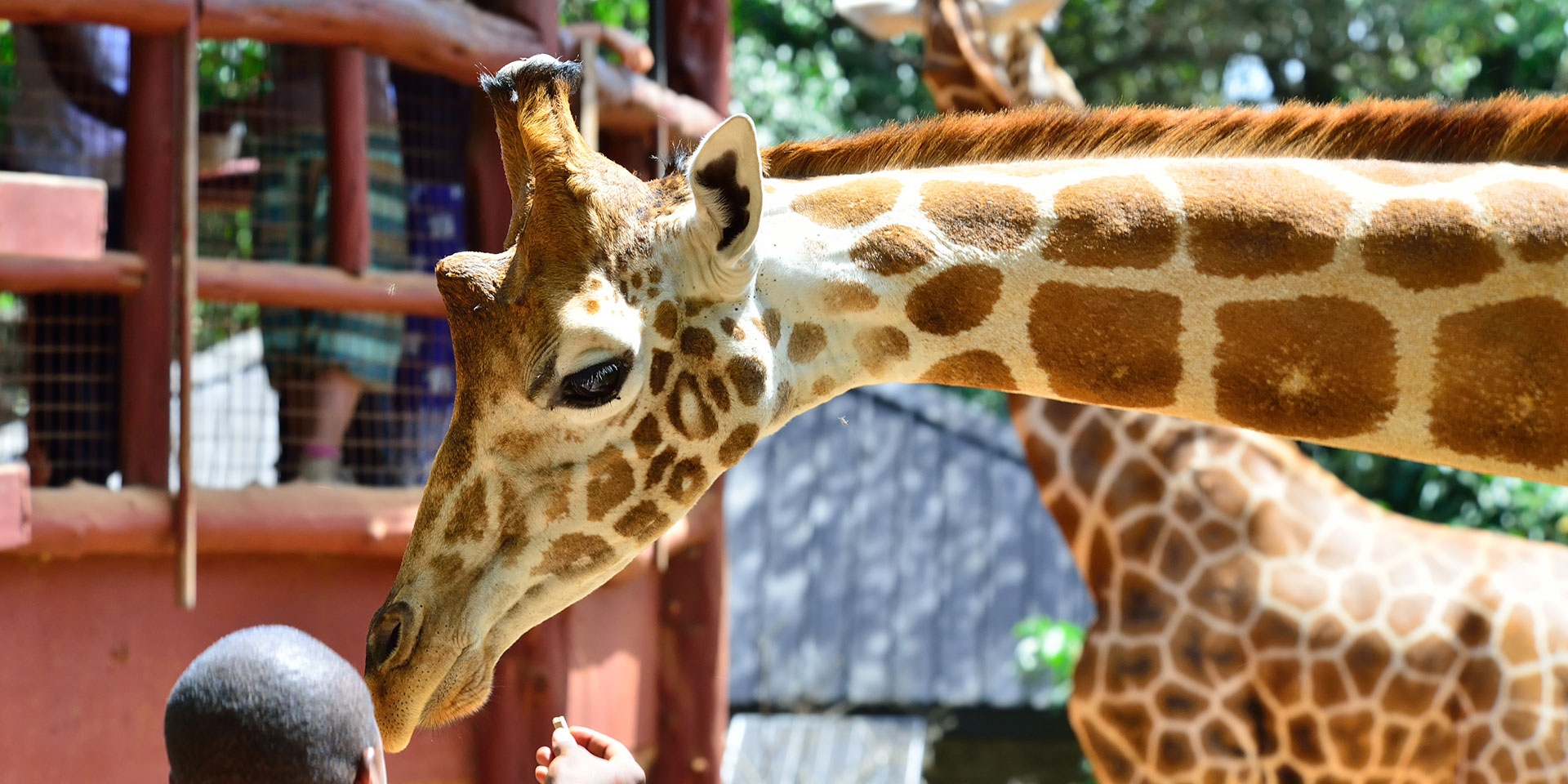 Giraffe Centre | Parabolic Safaris Ltd.